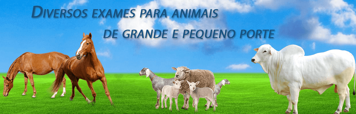 Diversos Exames para Animais de Grande e Pequeno Porte