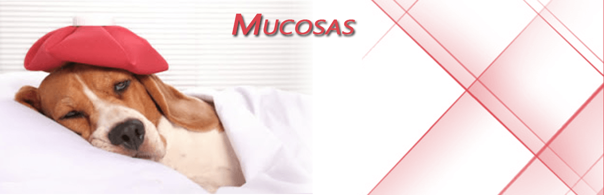 Mucosas