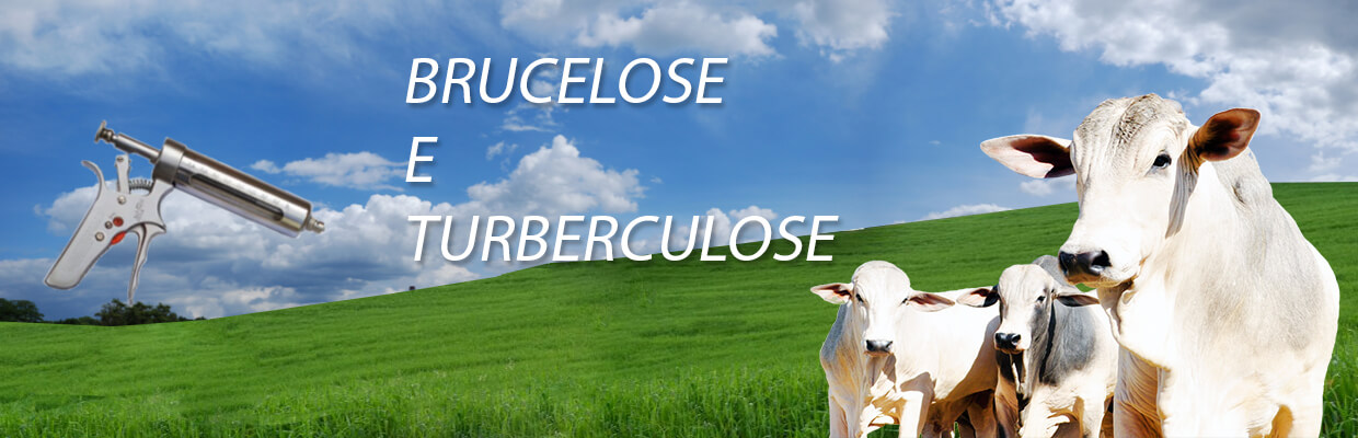 Brucelose e Turberculose
